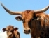 Cattle Immune to Disease