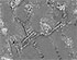 Restoration of Lead-Free Bismuth Containing Solder Joints